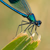 Banded Demoiselle