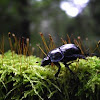 Forest Dor Beetle