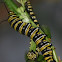 Danaus Plexippus Larvae