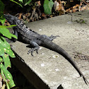 Black Iguana