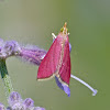 Inornate pyrausta moth