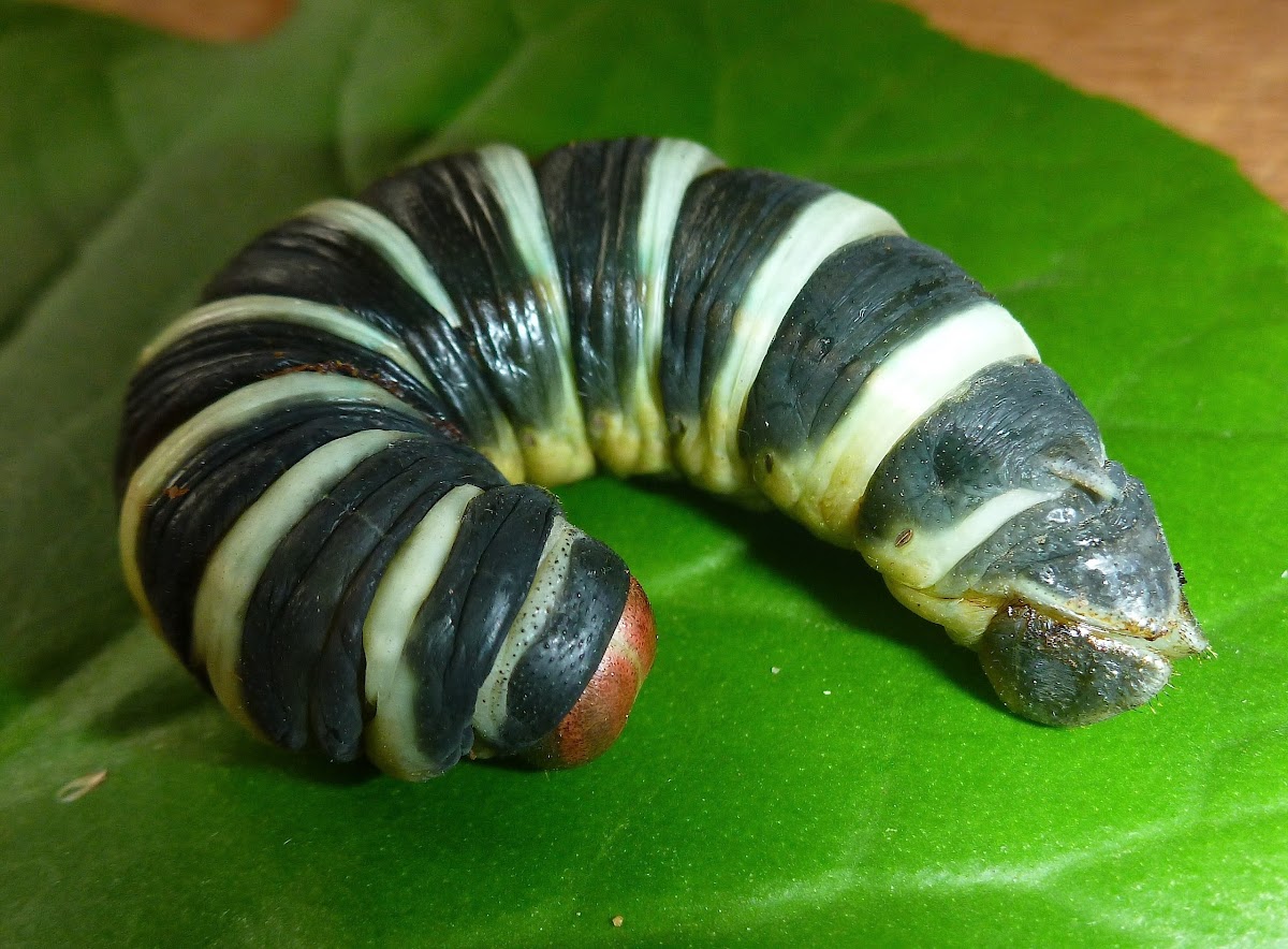 Pachylia Sphinx Moth Larva
