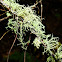 Hanging Lichen