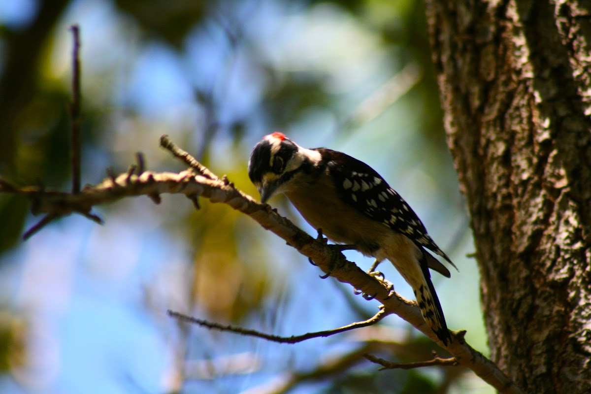 downey woodpecker
