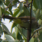 Yellow-vented Bulbul