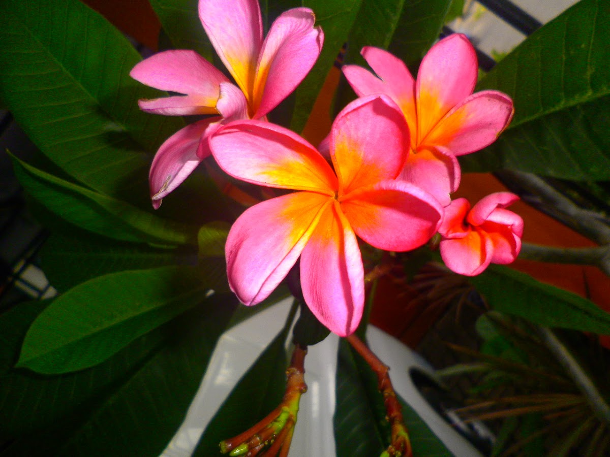 Kamboja flower