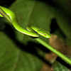Green Tree Viper