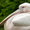 Great White Pelican