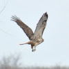 Red-tailed Hawk