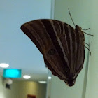 Palm King Butterfly