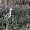 Long-Billed Curlew