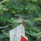 House Wren