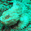 Devil Scorpionfish