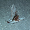 Cossid Moth 3- ♂