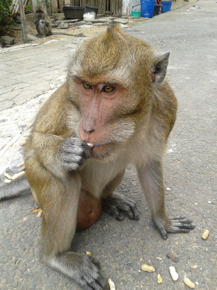 Crab Eating Macaque,