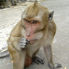 Crab Eating Macaque,