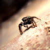 Metaphid jumping spider