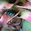 Black and Green Poison Dart Frog Or Mint Poison Frog