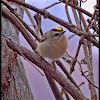 Golden-crowned kinglet