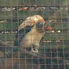 King Vulture