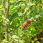 gulf fritillary caterpillar