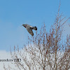 rock dove