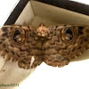 Walker's Owlet Moth