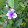 Philippine violet