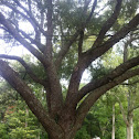 Live oak