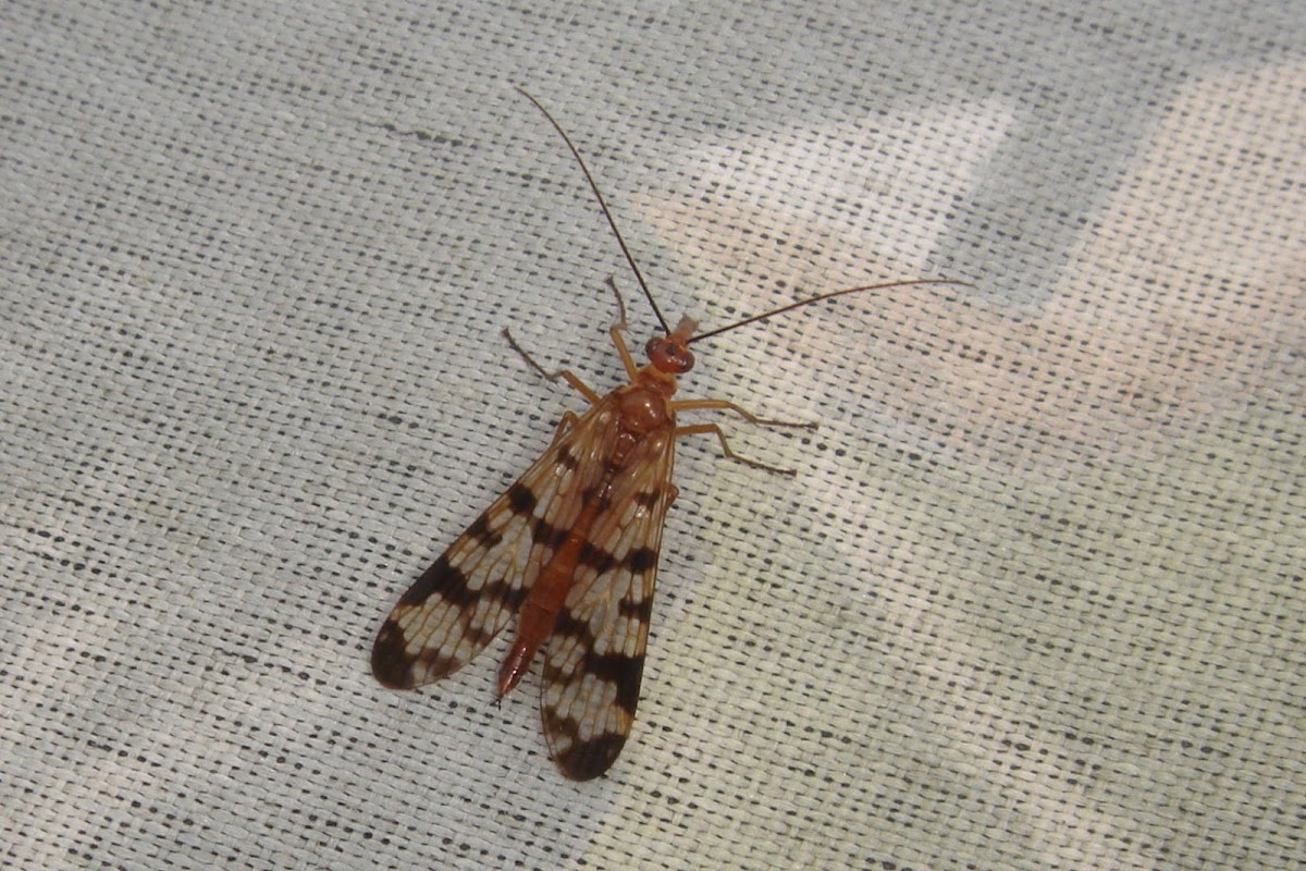 Female Scorpion Fly