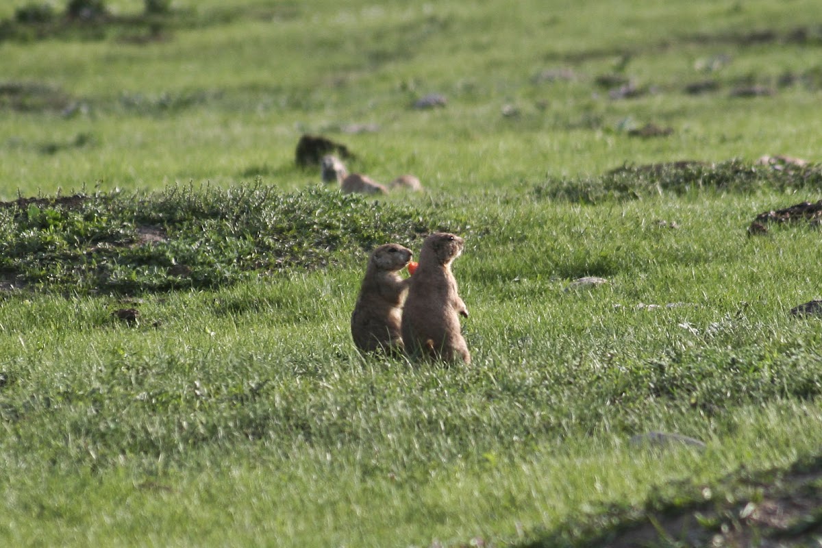 Black-Tailed Prairie Dog