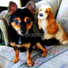 Tuesday & Friend by Dianne Stephens-Miller - Animals - Dogs Portraits