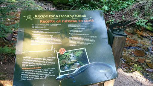 Salamander Statue and Recipe for a Healthy Brook