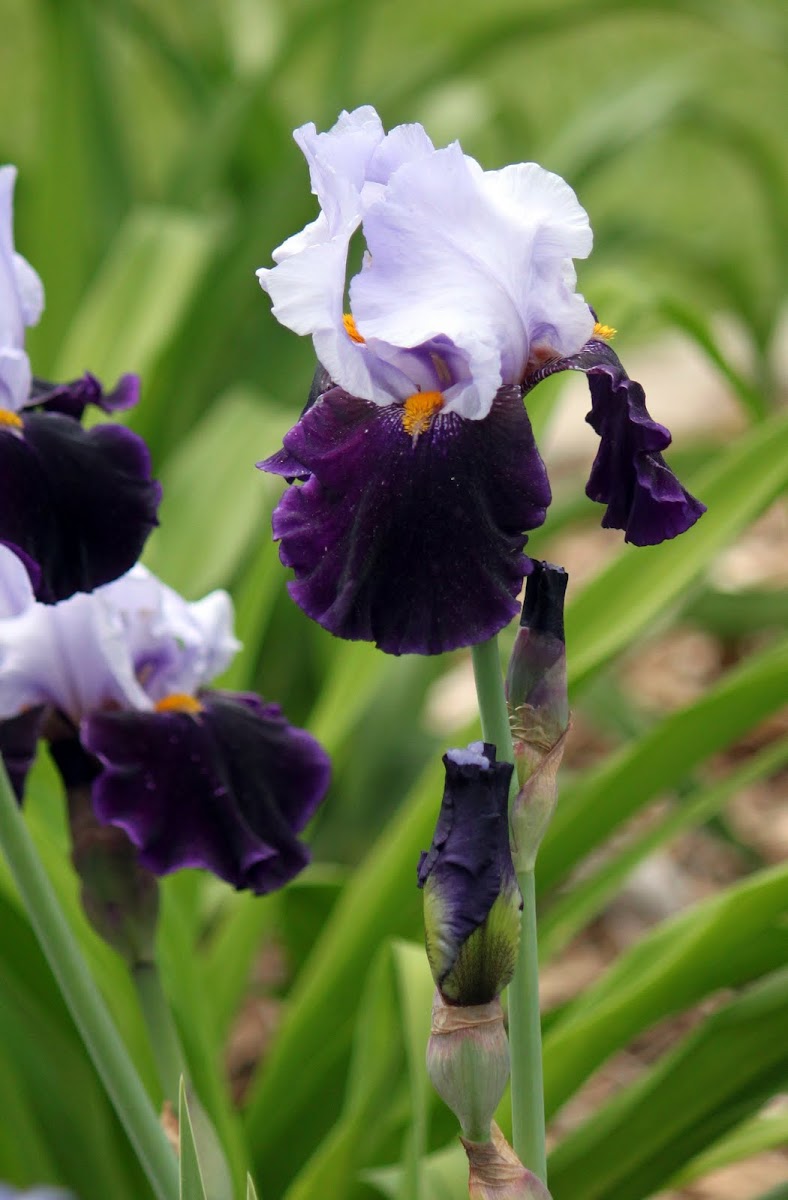 Tall Bearded Iris 'Habit'