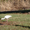 American White Ibis