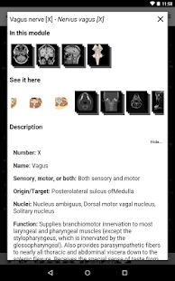 IMAIOS e-Anatomy