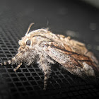 Streaked Tussock Moth