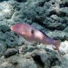 Sidespot Goatfish