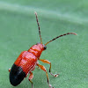 Leaf beetle