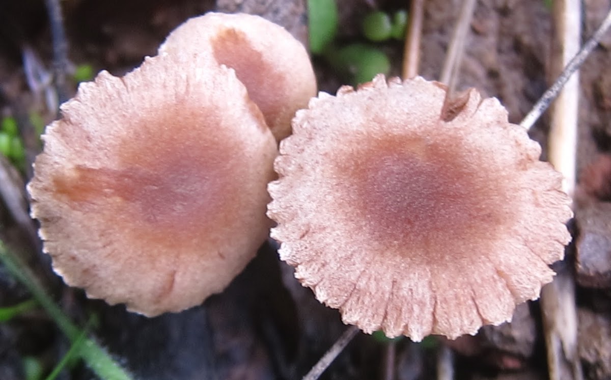 Small Brown Mushrooms