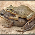 Southeastern Chorus Frogs