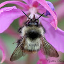 Black-tailed Bumble Bee