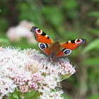 Peacock Butterfly