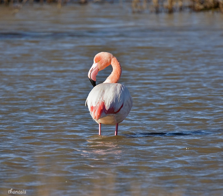 Great Flamingo