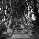 Dark Hedges by Chris PhotoShooter -  