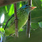 Yellow fronted Barbet