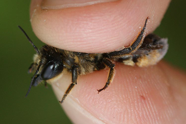 Megachile ligniseca