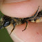Megachile ligniseca