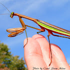 Chinese Mantis