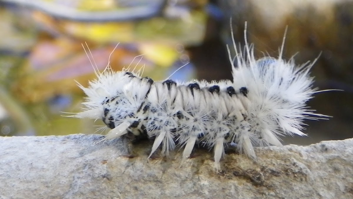 Hickory Tussock Moth (larvae)